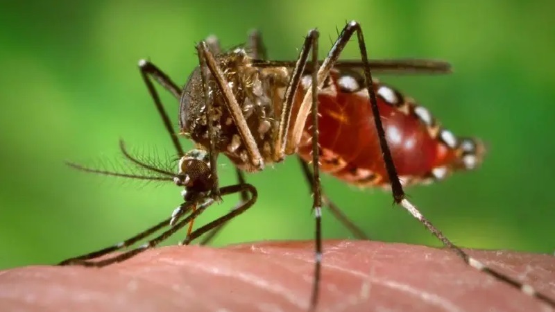 ডেঙ্গু আক্রান্ত হয়ে ৪৬ জন হাসপাতালে ভর্তি